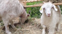 Ziegenwanderung mit unseren Kashgora-Ziegen
